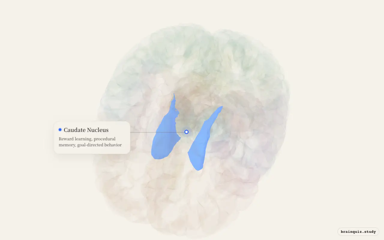 Caudate Nucleus on the Brain Atlas 3D brain, seen from angle 2