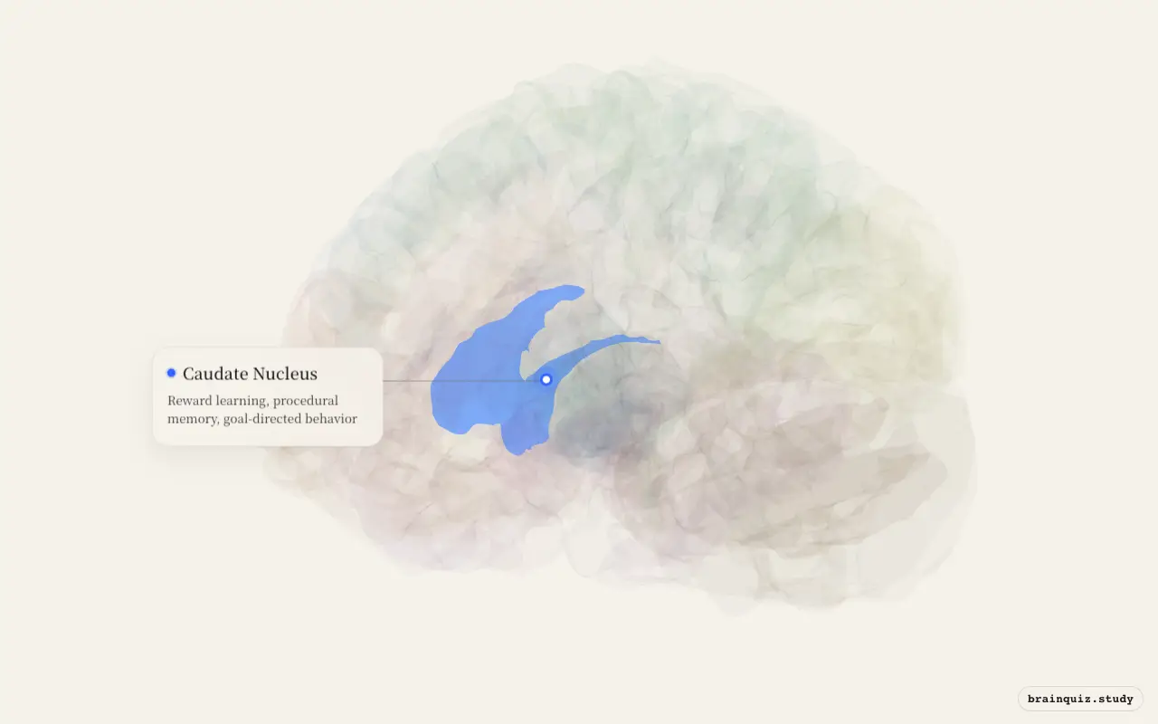 Caudate Nucleus on the Brain Atlas 3D brain, seen from angle 3