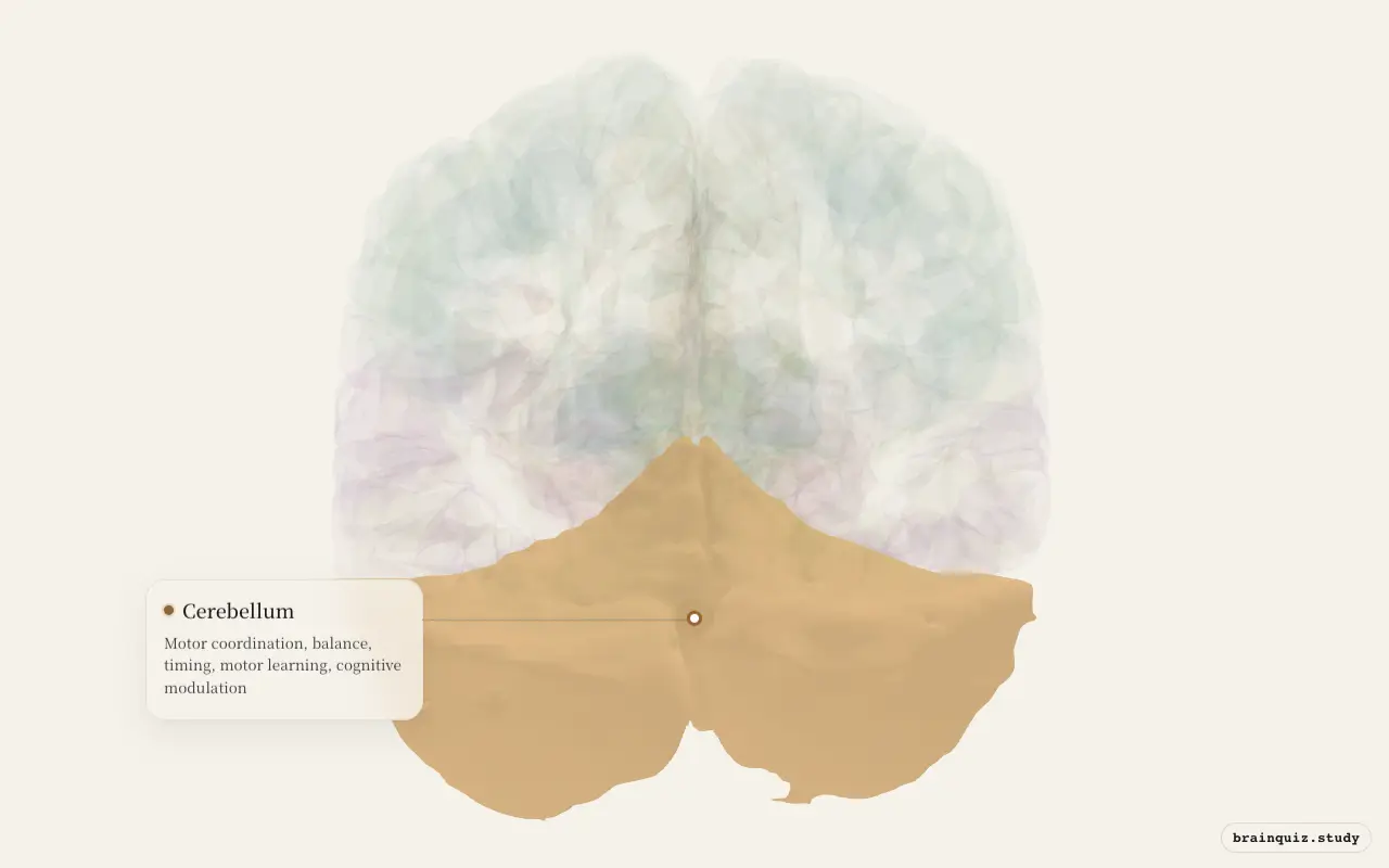 Cerebellum highlighted on the Brain Atlas 3D brain model