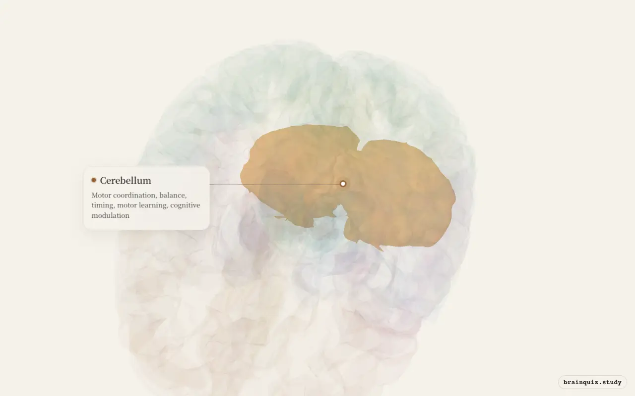 Cerebellum on the Brain Atlas 3D brain, seen from angle 2