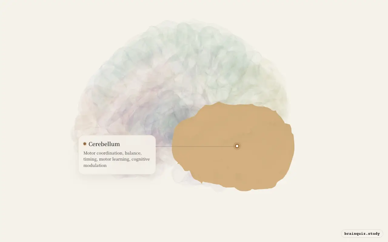 Cerebellum on the Brain Atlas 3D brain, seen from angle 3