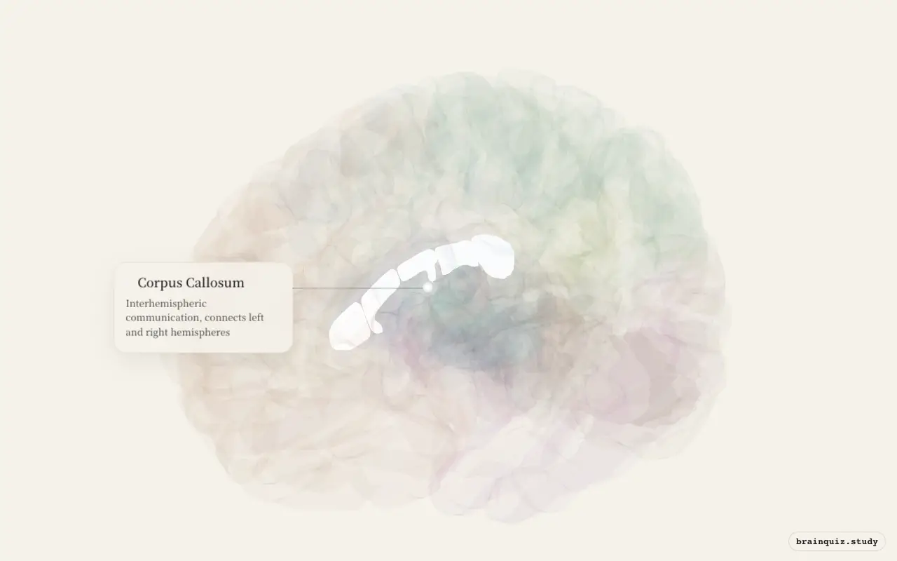 Corpus Callosum highlighted on the Brain Atlas 3D brain model