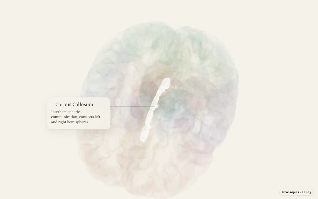 Corpus Callosum on the Brain Atlas 3D brain, seen from angle 2