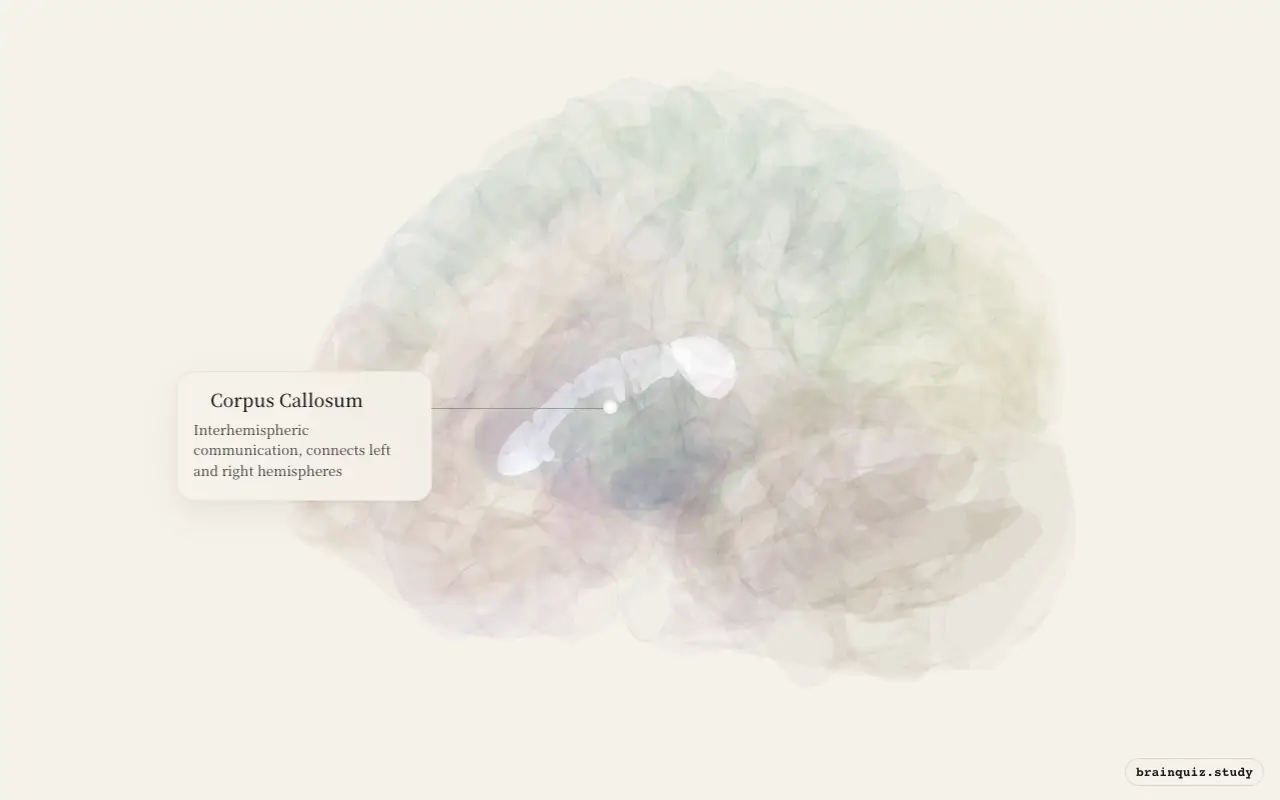 Corpus Callosum on the Brain Atlas 3D brain, seen from angle 3