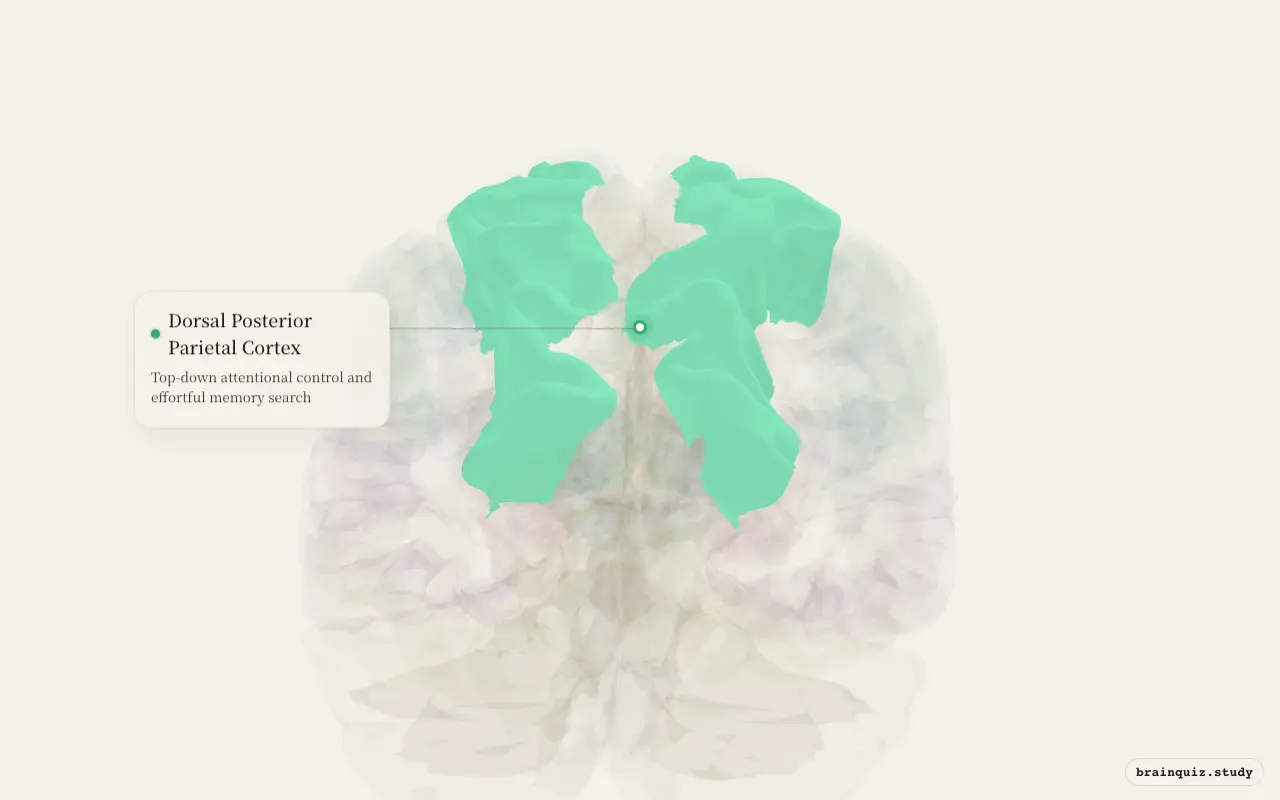 Dorsal Posterior Parietal Cortex highlighted on the Brain Atlas 3D brain model