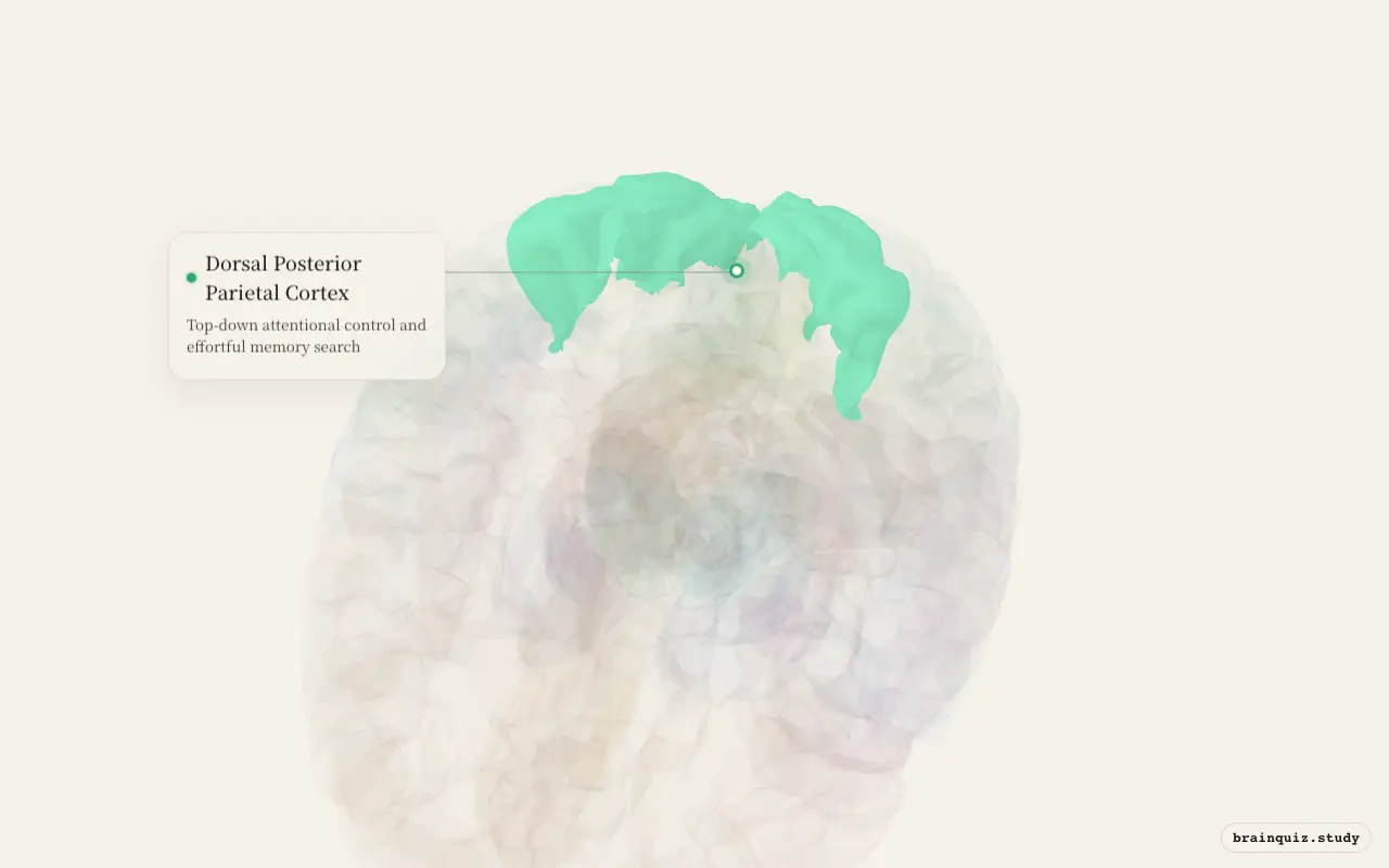 Dorsal Posterior Parietal Cortex on the Brain Atlas 3D brain, seen from angle 2