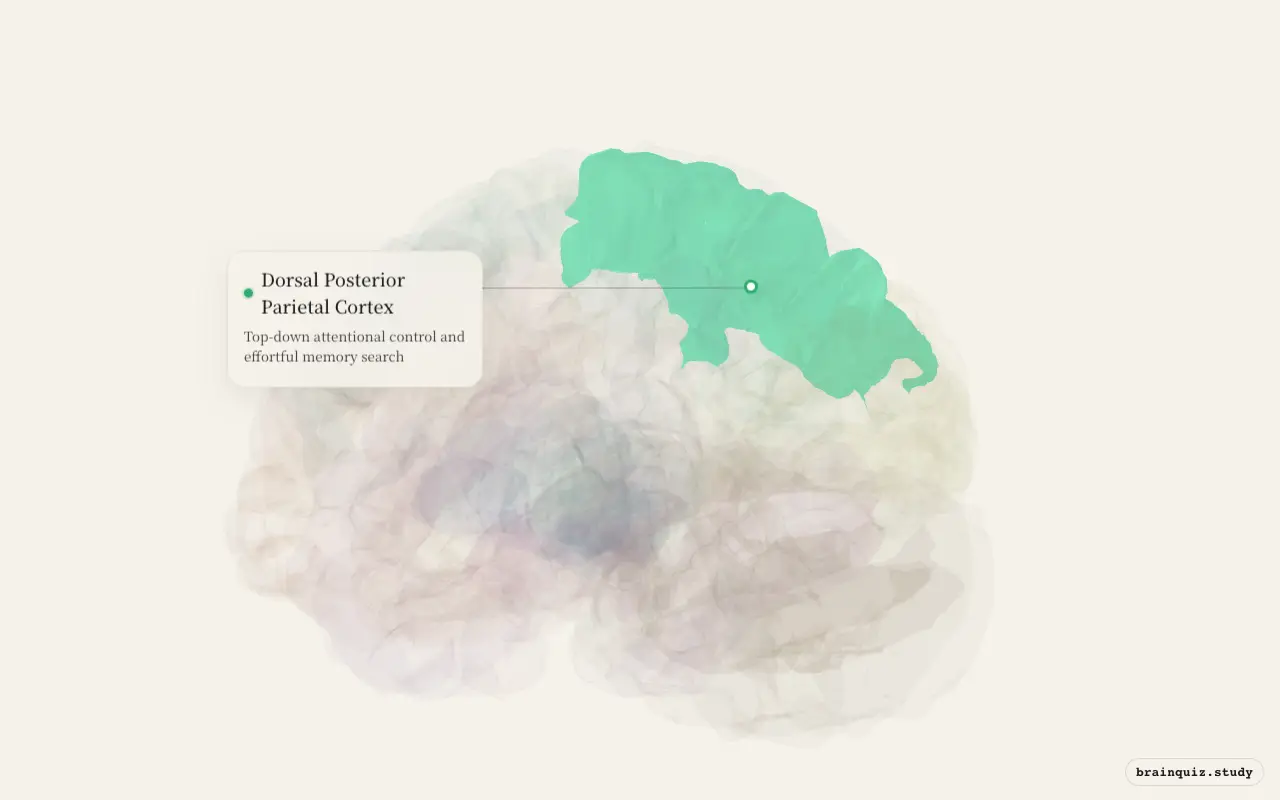 Dorsal Posterior Parietal Cortex on the Brain Atlas 3D brain, seen from angle 3
