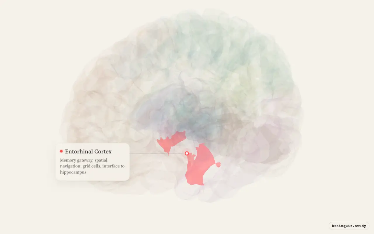 Entorhinal Cortex highlighted on the Brain Atlas 3D brain model