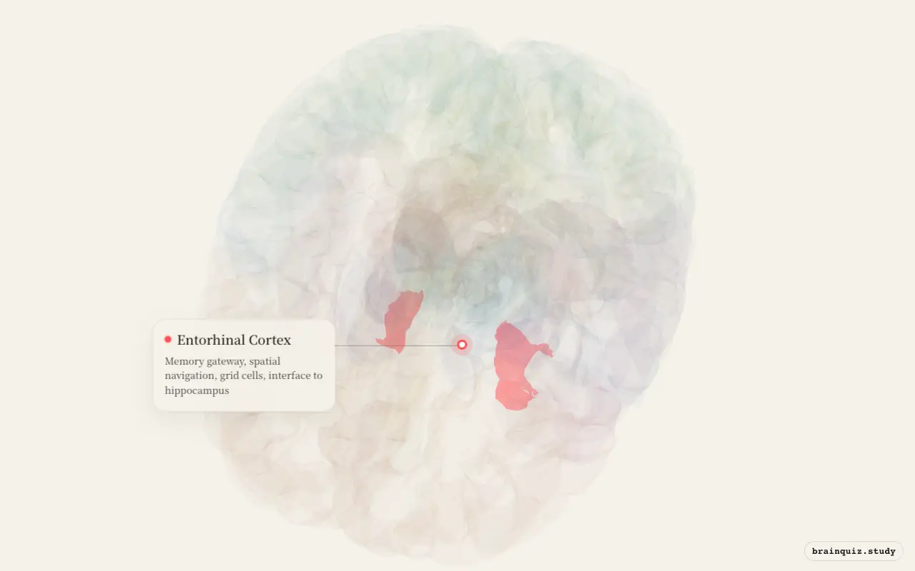 Entorhinal Cortex on the Brain Atlas 3D brain, seen from angle 2