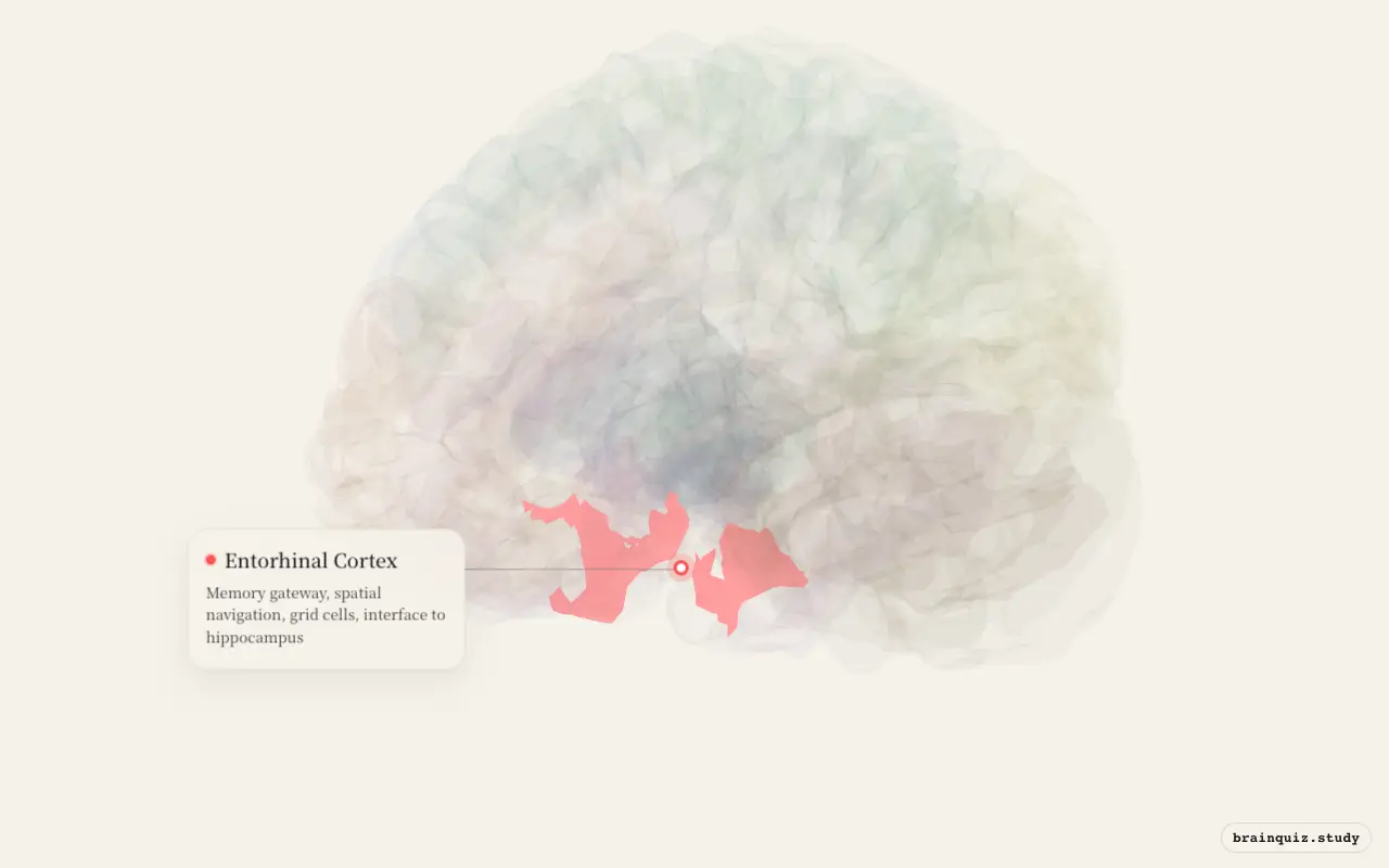 Entorhinal Cortex on the Brain Atlas 3D brain, seen from angle 3