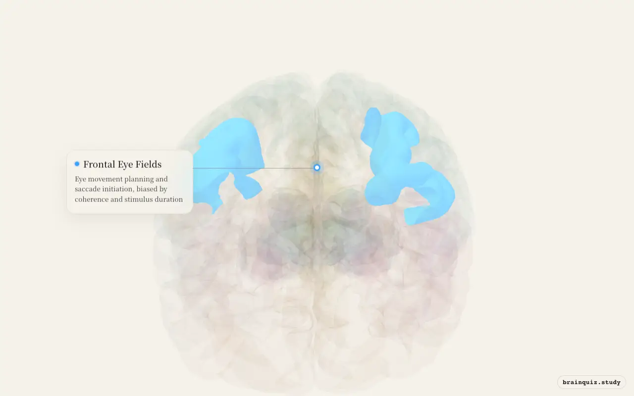 Frontal Eye Fields highlighted on the Brain Atlas 3D brain model