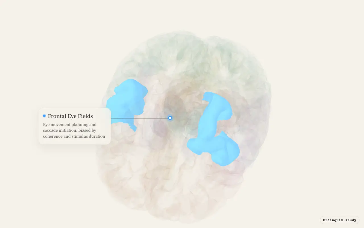 Frontal Eye Fields on the Brain Atlas 3D brain, seen from angle 2