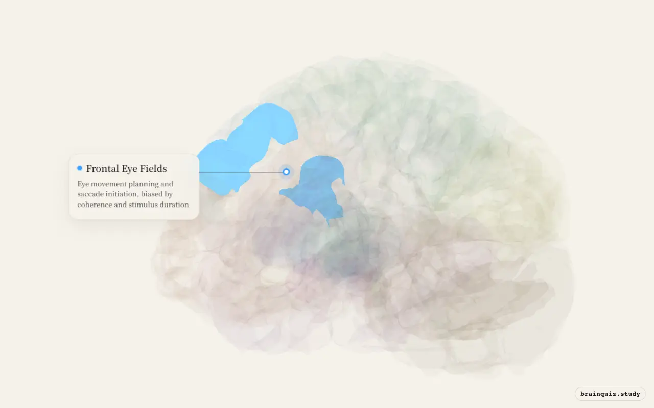 Frontal Eye Fields on the Brain Atlas 3D brain, seen from angle 3