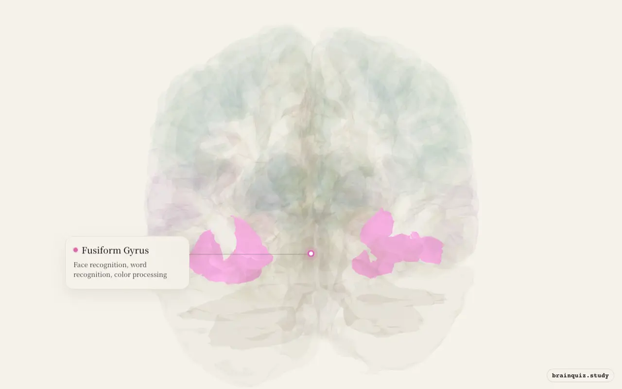 Fusiform Gyrus highlighted on the Brain Atlas 3D brain model
