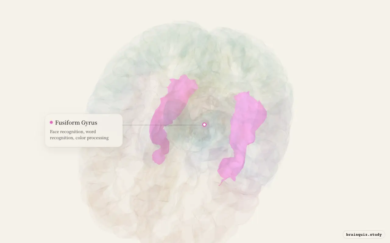 Fusiform Gyrus on the Brain Atlas 3D brain, seen from angle 2