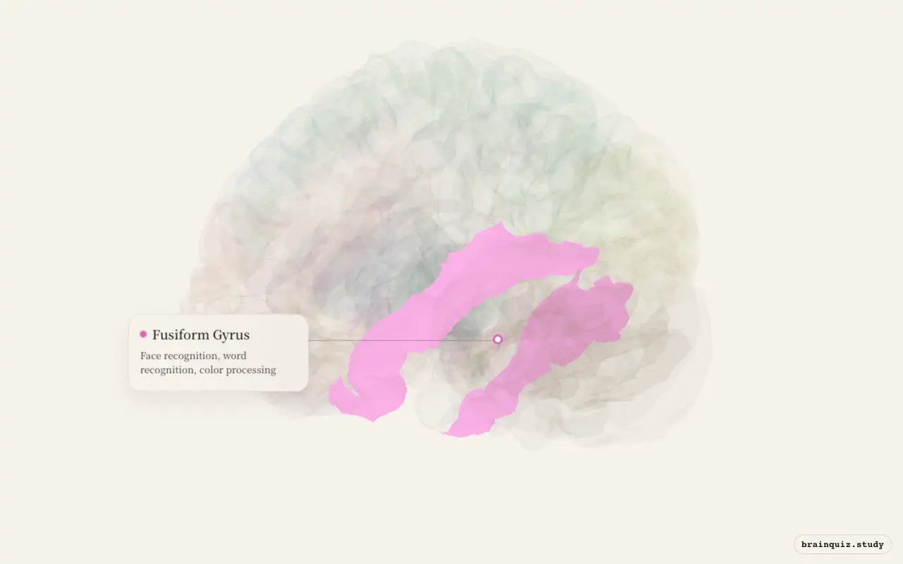 Fusiform Gyrus on the Brain Atlas 3D brain, seen from angle 3
