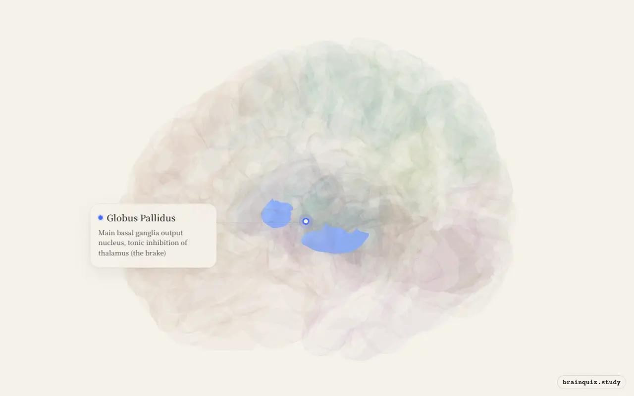 Globus Pallidus highlighted on the Brain Atlas 3D brain model