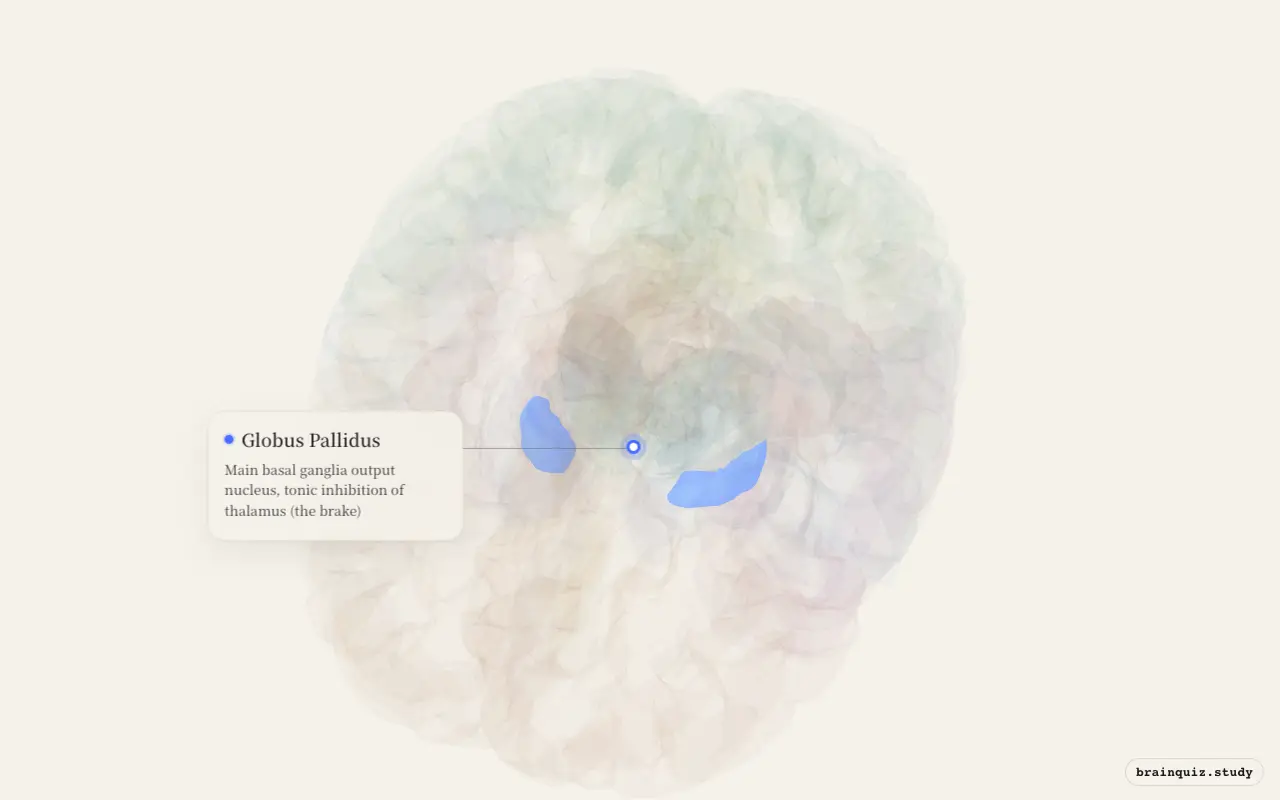 Globus Pallidus on the Brain Atlas 3D brain, seen from angle 2