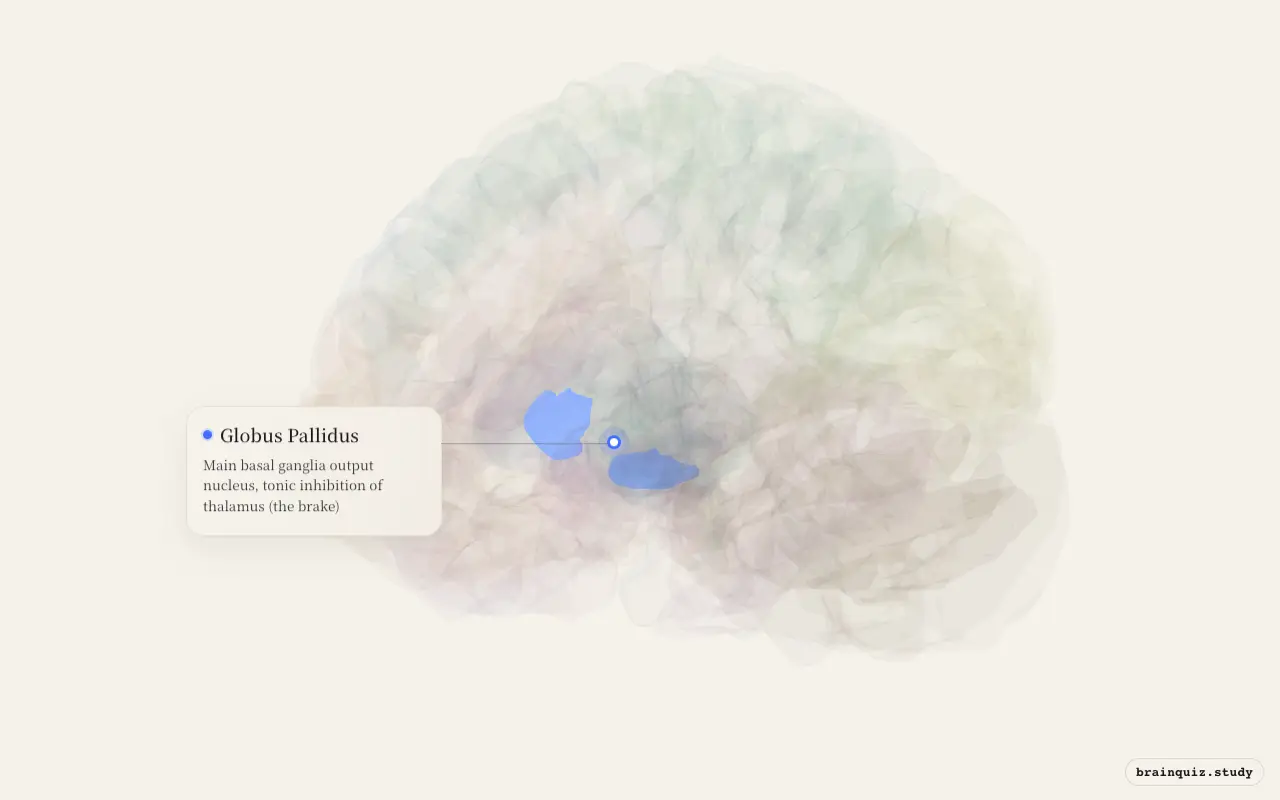 Globus Pallidus on the Brain Atlas 3D brain, seen from angle 3
