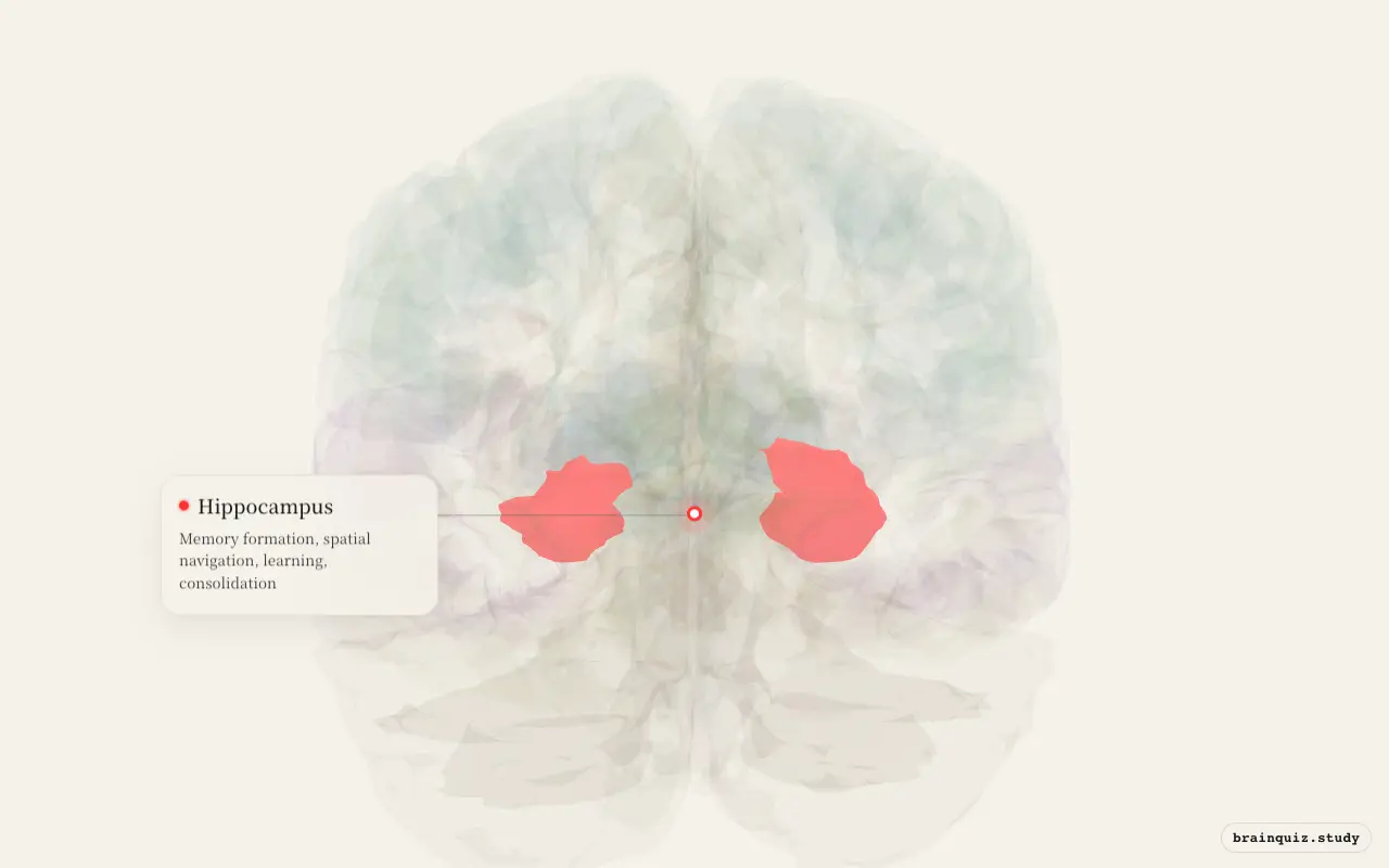 Hippocampus highlighted on the Brain Atlas 3D brain model