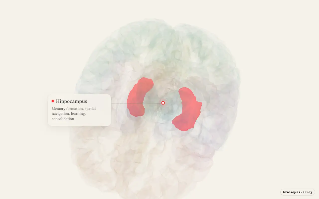 Hippocampus on the Brain Atlas 3D brain, seen from angle 2