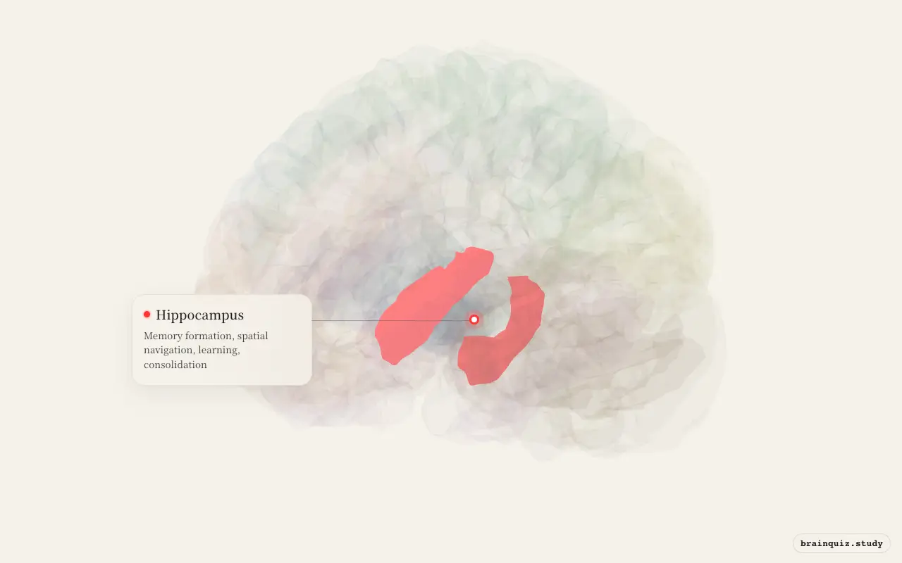 Hippocampus on the Brain Atlas 3D brain, seen from angle 3