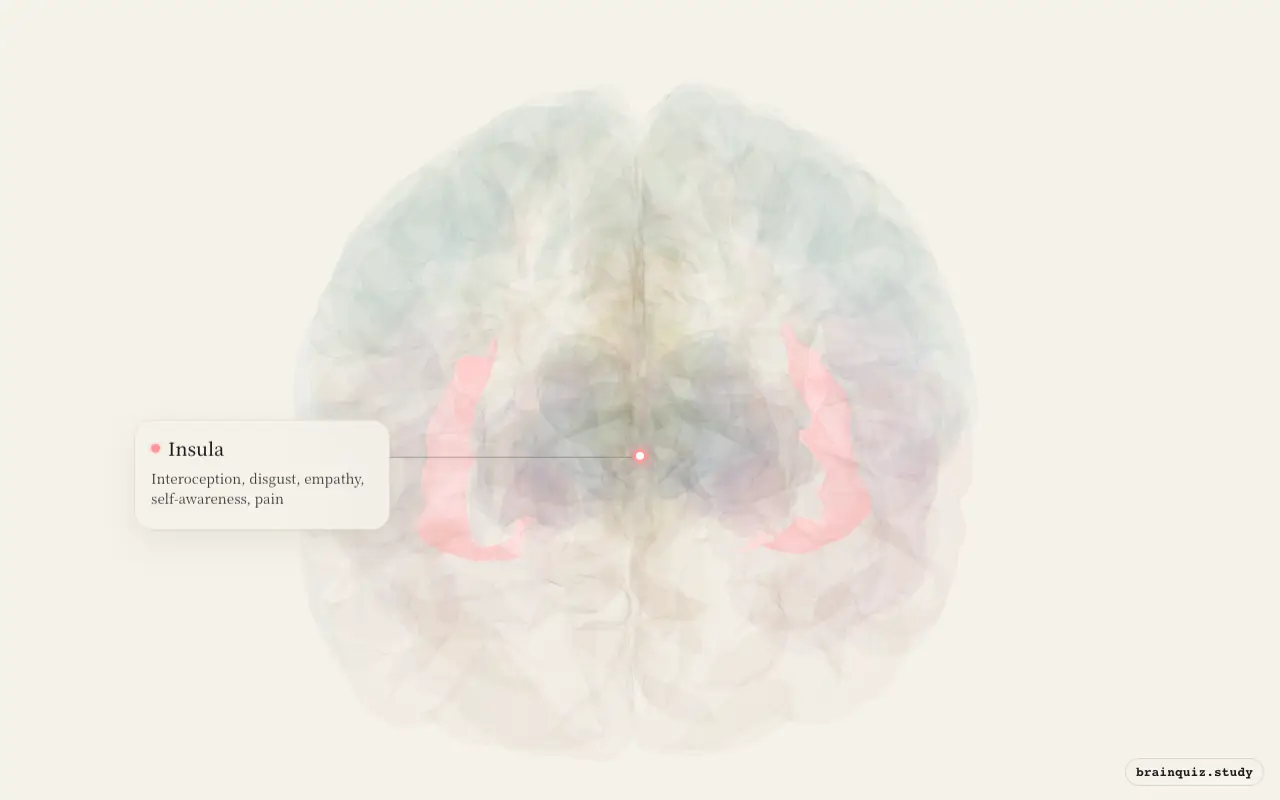 Insula highlighted on the Brain Atlas 3D brain model