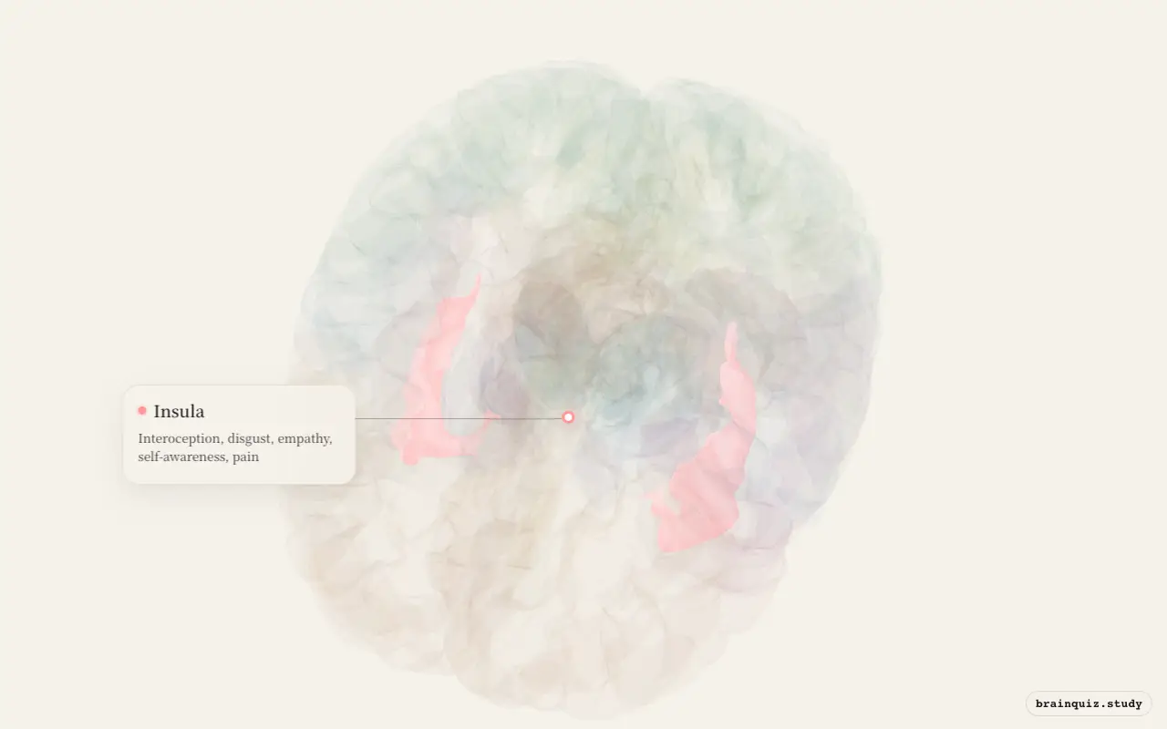 Insula on the Brain Atlas 3D brain, seen from angle 2