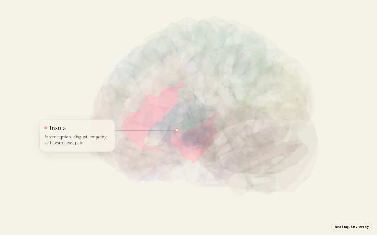 Insula on the Brain Atlas 3D brain, seen from angle 3