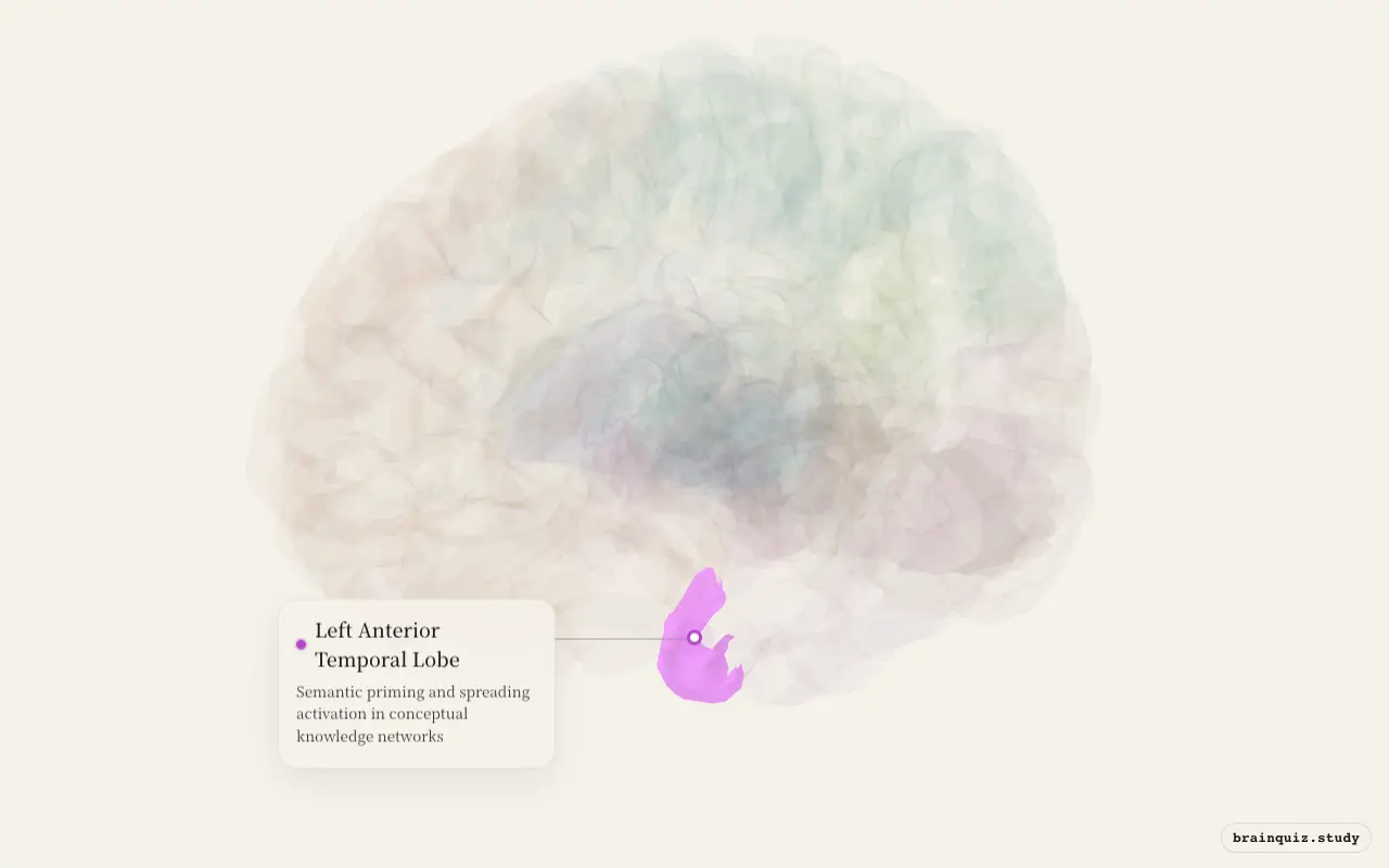 Left Anterior Temporal Lobe highlighted on the Brain Atlas 3D brain model