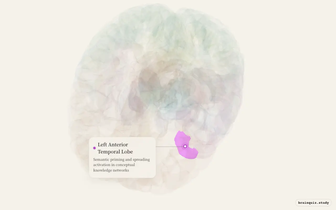 Left Anterior Temporal Lobe on the Brain Atlas 3D brain, seen from angle 2
