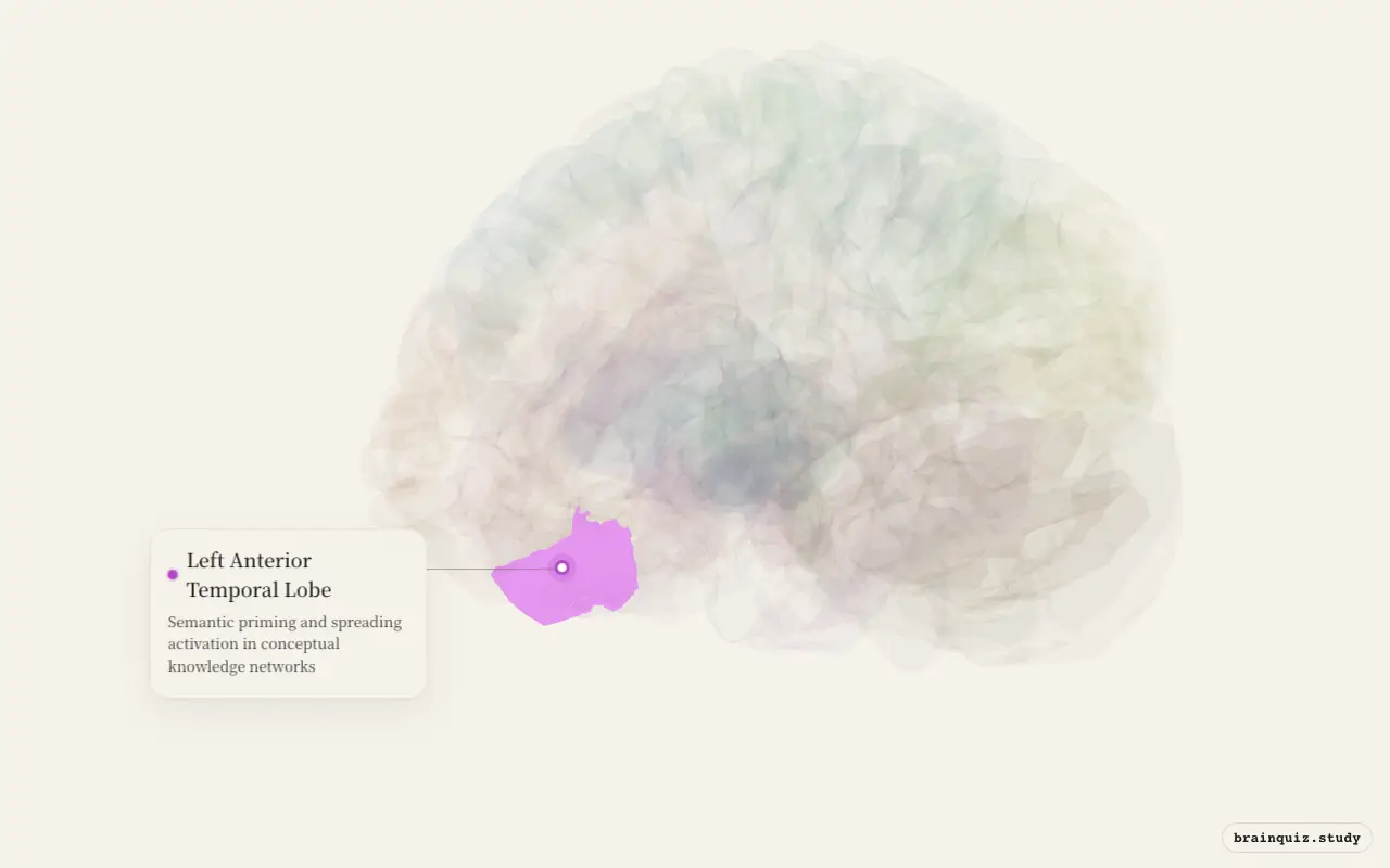Left Anterior Temporal Lobe on the Brain Atlas 3D brain, seen from angle 3