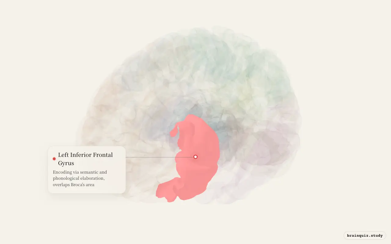 Left Inferior Frontal Gyrus highlighted on the Brain Atlas 3D brain model