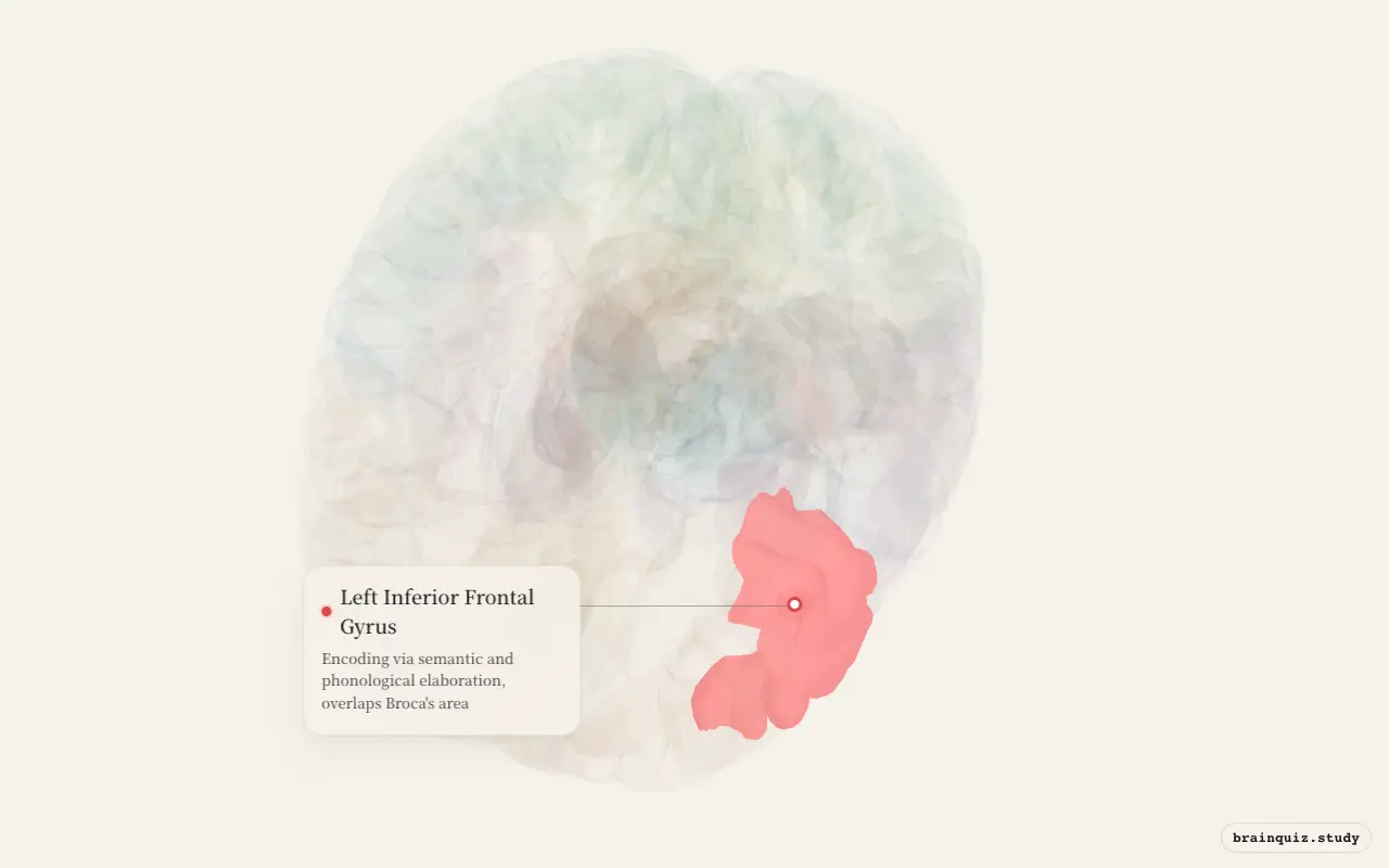 Left Inferior Frontal Gyrus on the Brain Atlas 3D brain, seen from angle 2