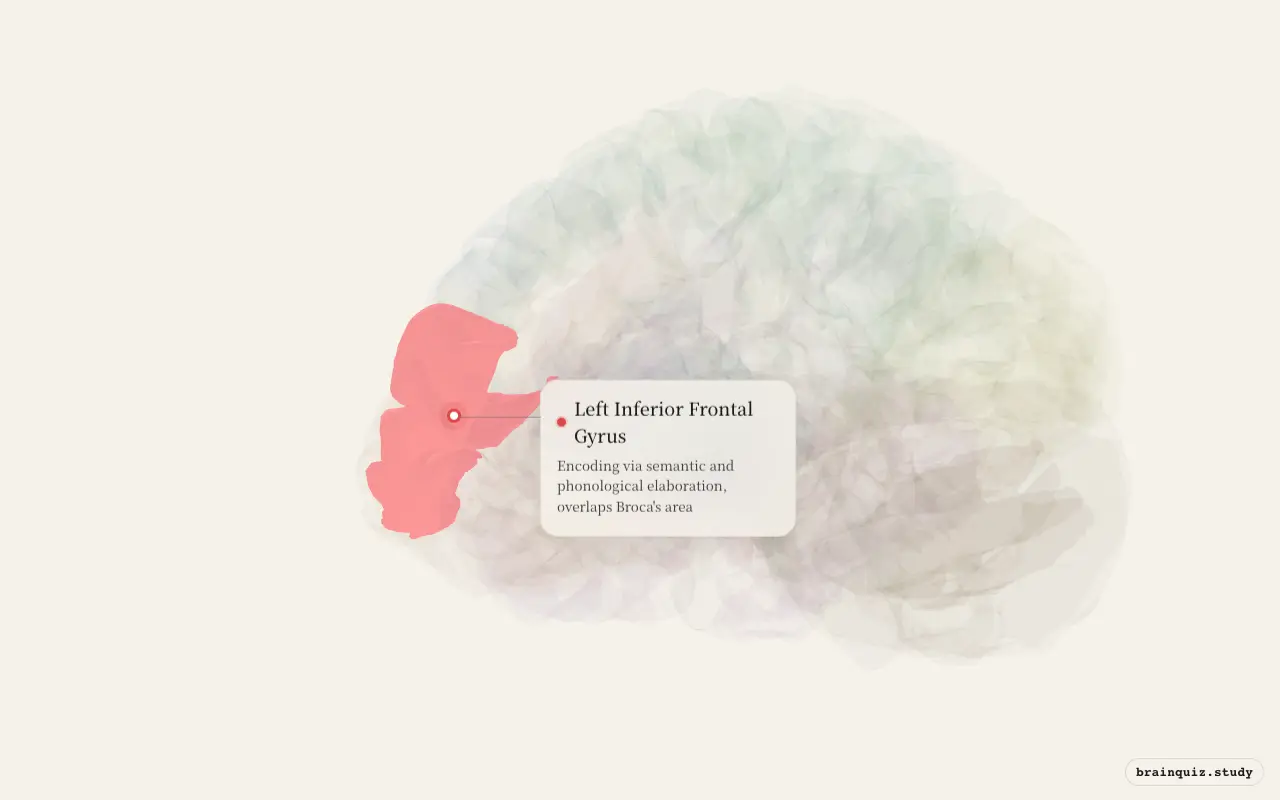 Left Inferior Frontal Gyrus on the Brain Atlas 3D brain, seen from angle 3