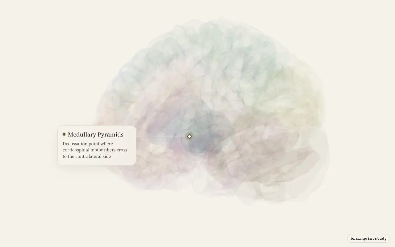 Medullary Pyramids highlighted on the Brain Atlas 3D brain model