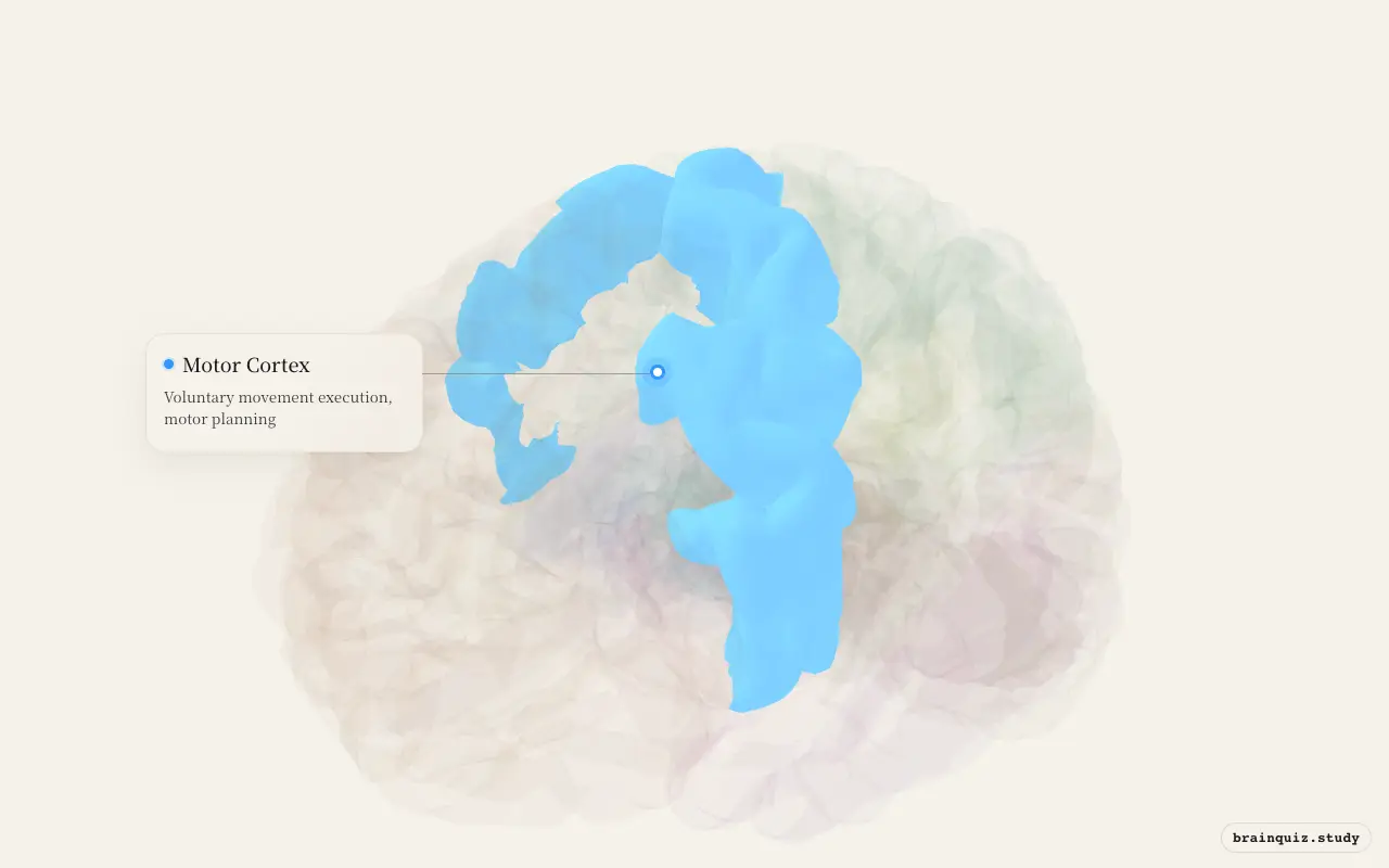 Motor Cortex highlighted on the Brain Atlas 3D brain model