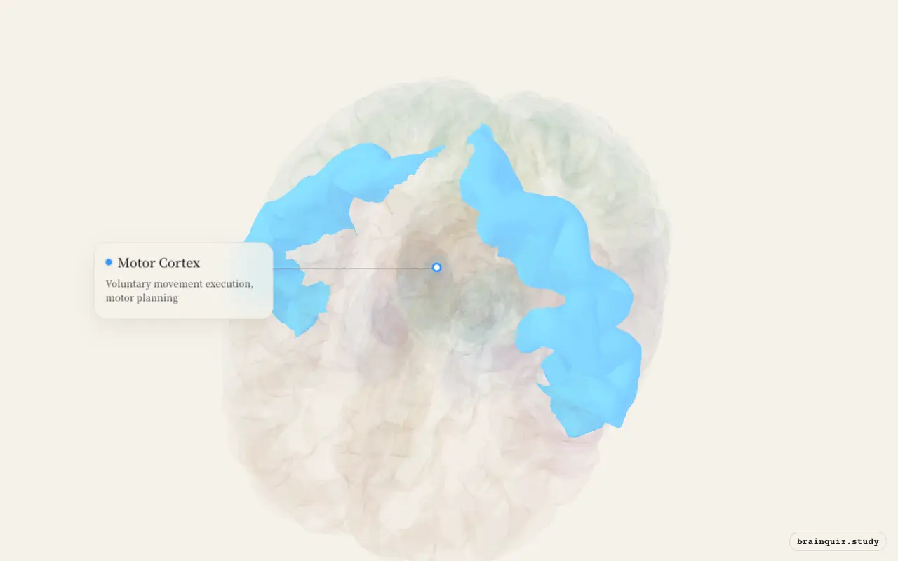 Motor Cortex on the Brain Atlas 3D brain, seen from angle 2