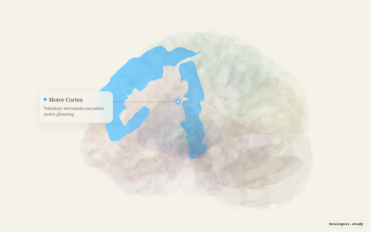 Motor Cortex on the Brain Atlas 3D brain, seen from angle 3