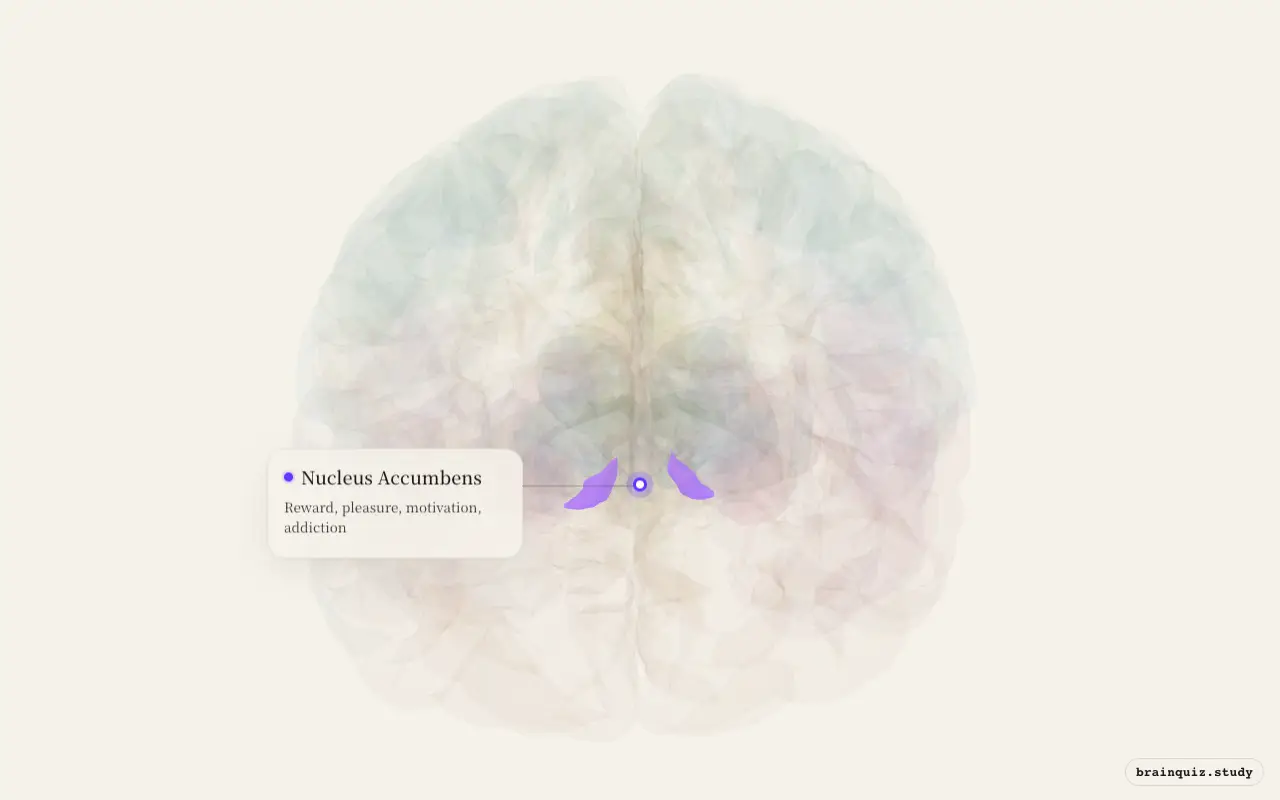 Nucleus Accumbens highlighted on the Brain Atlas 3D brain model
