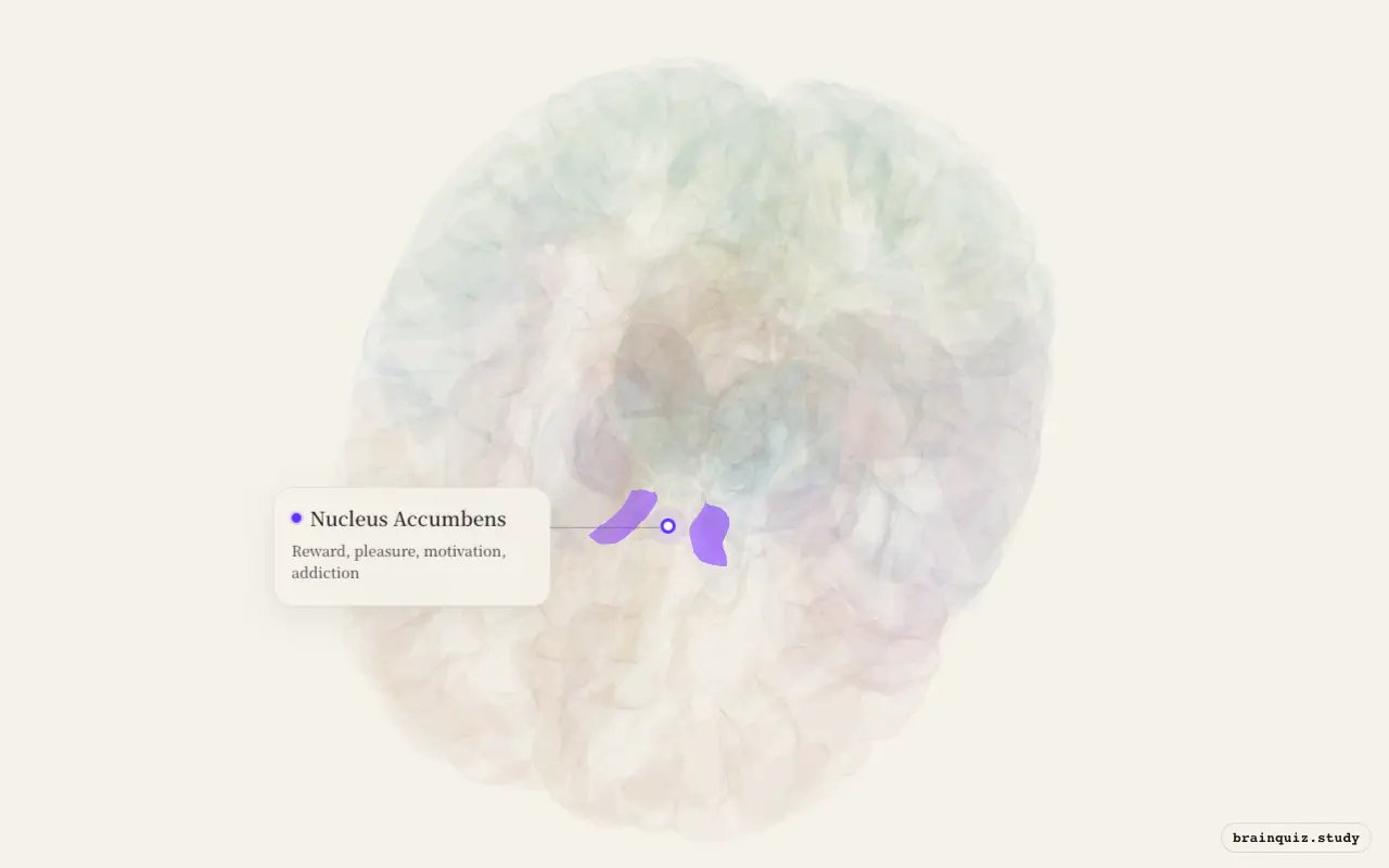 Nucleus Accumbens on the Brain Atlas 3D brain, seen from angle 2