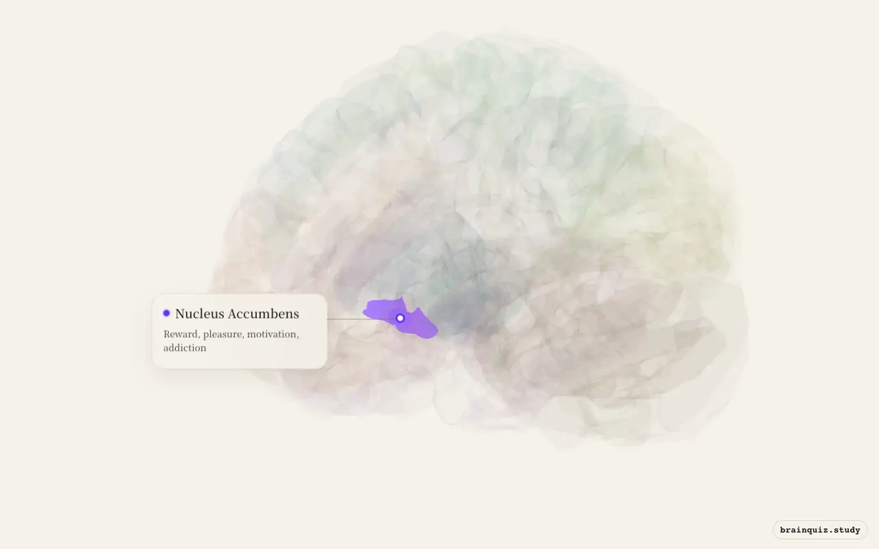 Nucleus Accumbens on the Brain Atlas 3D brain, seen from angle 3