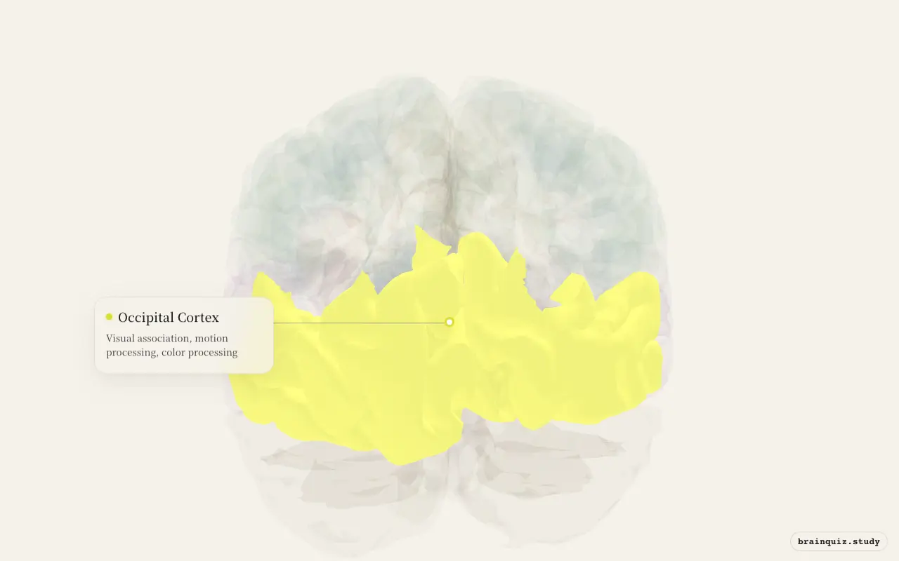 Occipital Cortex highlighted on the Brain Atlas 3D brain model