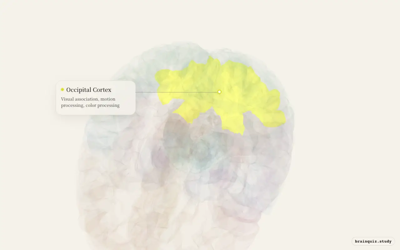 Occipital Cortex on the Brain Atlas 3D brain, seen from angle 2