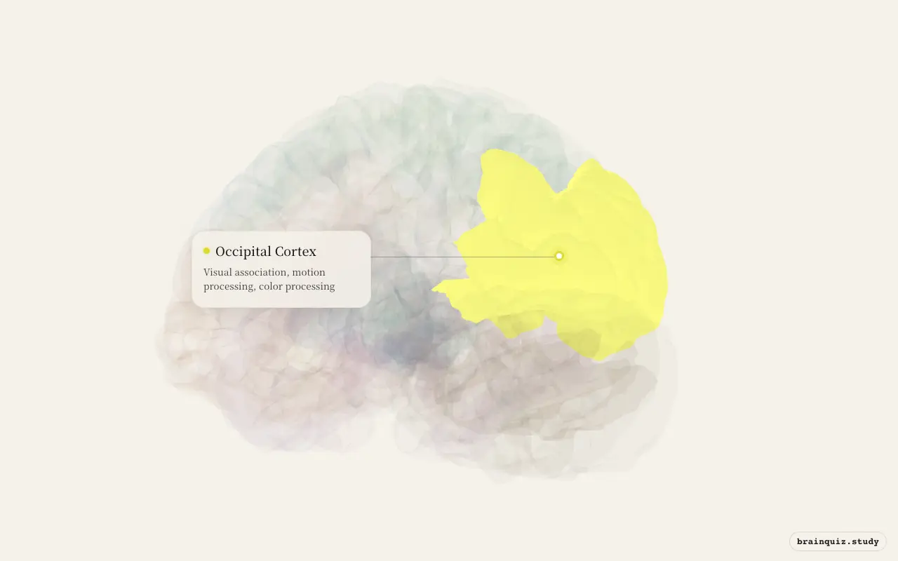 Occipital Cortex on the Brain Atlas 3D brain, seen from angle 3
