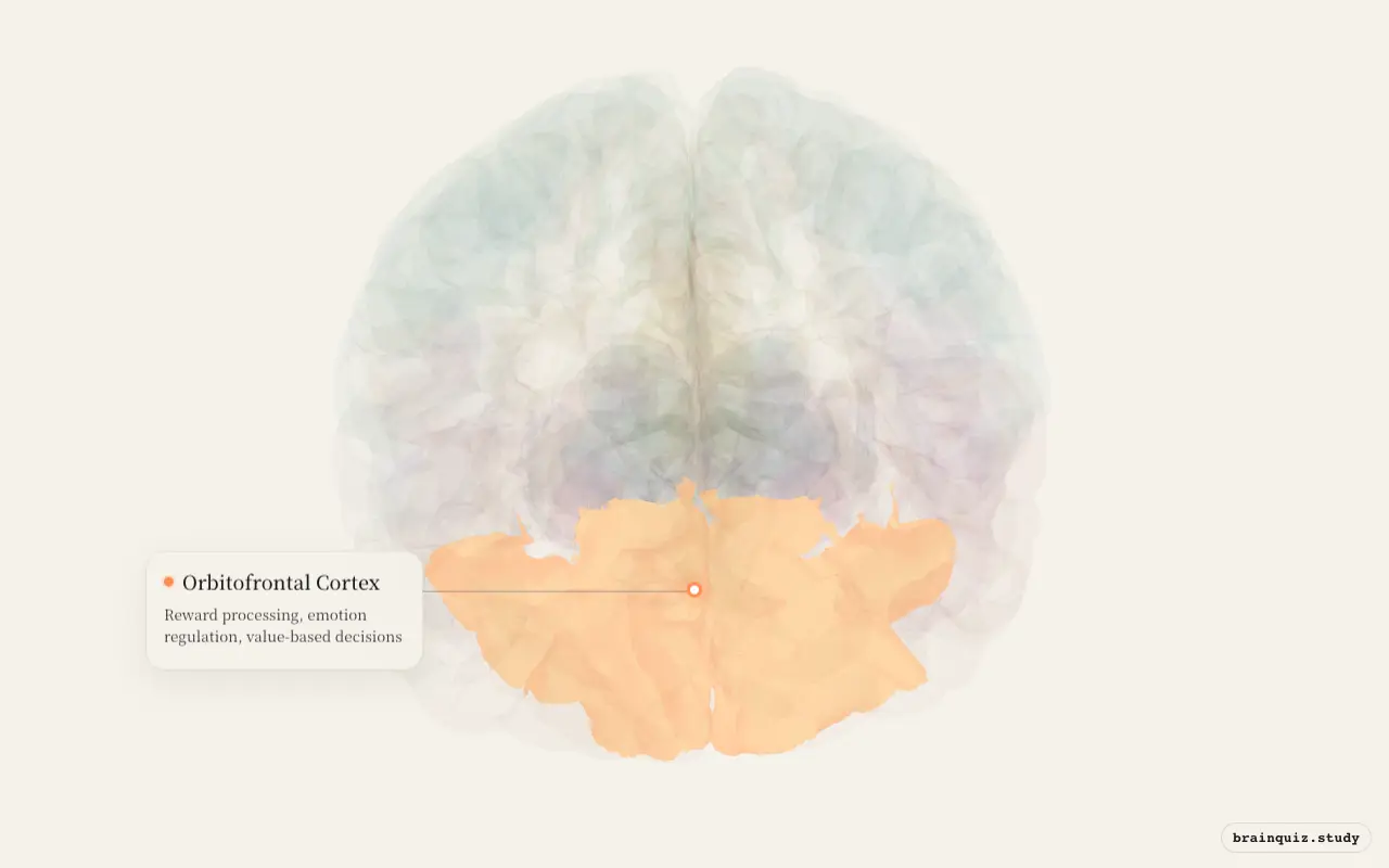 Orbitofrontal Cortex highlighted on the Brain Atlas 3D brain model