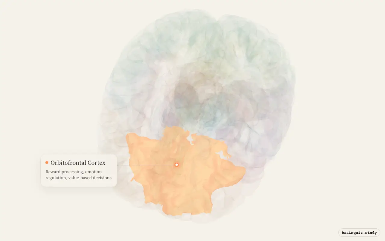 Orbitofrontal Cortex on the Brain Atlas 3D brain, seen from angle 2