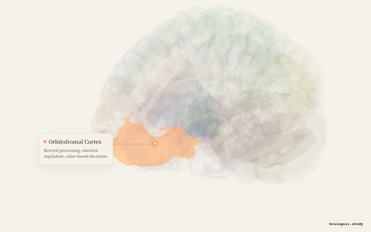 Orbitofrontal Cortex on the Brain Atlas 3D brain, seen from angle 3