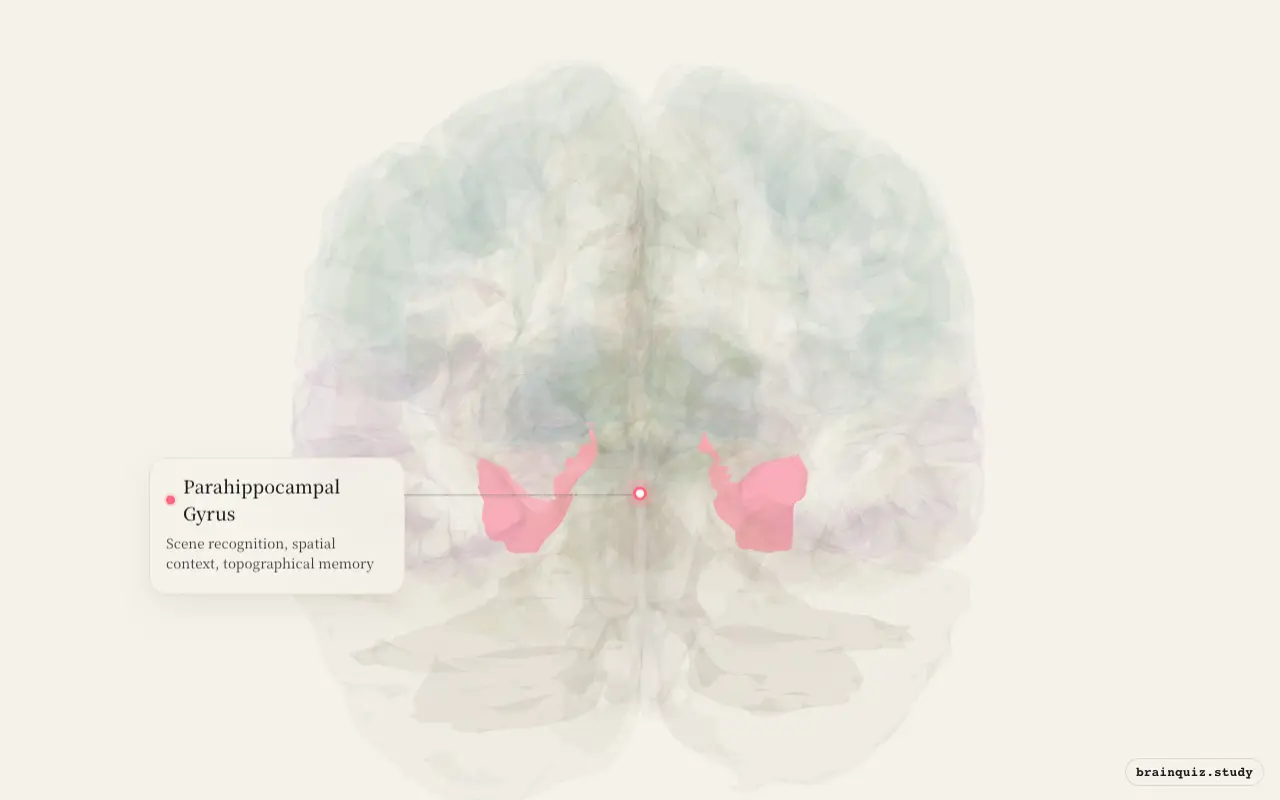 Parahippocampal Gyrus highlighted on the Brain Atlas 3D brain model