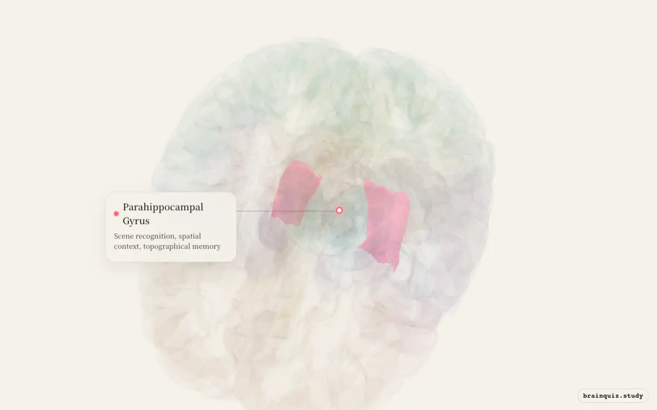Parahippocampal Gyrus on the Brain Atlas 3D brain, seen from angle 2